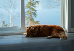 Alergia pokarmowa u psa - objawy i leczenie. Jaka karma?