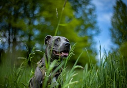 American Staffordshire Terrier (amstaff) - charakter i opis rasy