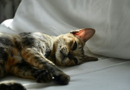 Babeszjoza u kota - przyczyny, objawy i leczenie