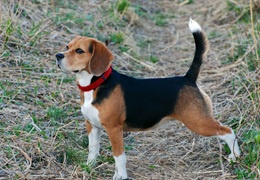 Beagle - usposobienie, umaszczenie i charakter rasy