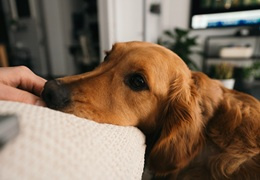 Babeszjoza u psa - przyczyny, objawy, leczenie