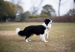 Border Collie – opis rasy, charakter i dla kogo będzie odpowiedni?