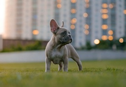 Buldog francuski – opis rasy, charakter i najczęstsze choroby