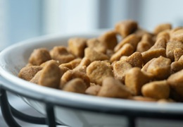 Dobra karma dla psa - kluczowe parametry jakości i składu