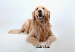 Golden Retriever – usposobienie, umaszczenie i charakter rasy