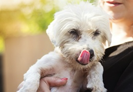 Karma dla szczeniaka, dorosłego psa i seniora – czym się różnią?