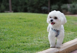 Maltańczyk - opis rasy, zachowanie i pielęgnacja