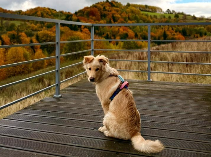 Rutyna w życiu psa - dlaczego warto o nią dbać?