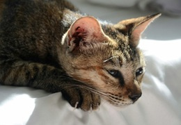 Nosówka u kota - objawy, leczenie i rokowania