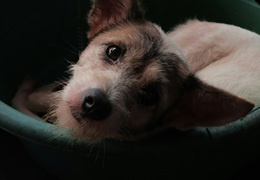 Nosówka u psa - objawy, leczenie i rokowania