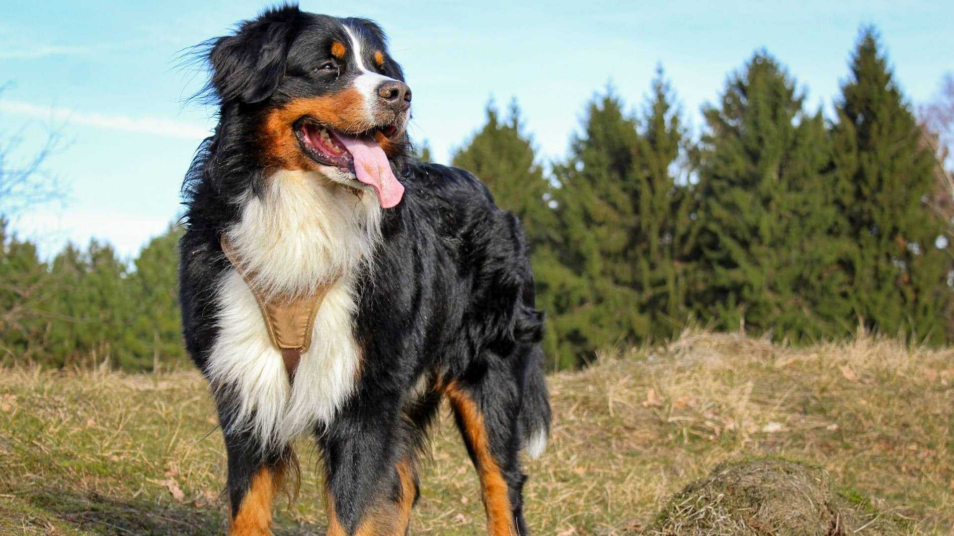 Alergiczne pchle zapalenie skóry (APZS) u psów – objawy i leczenie