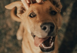 Pchły u psa — jak rozpoznać i się pozbyć?