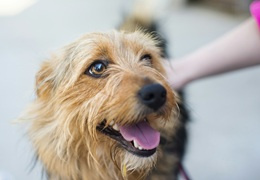 Rodzaje karm dla psa - przewodnik po składzie i doborze do potrzeb psa