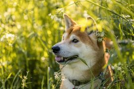 Twój pies ma alergię? Musi mieć specjalistyczną dietę? Podpowiadamy, na co zwrócić uwagę Twój pies ma alergię? Musi mieć specjalistyczną dietę? Podpowiadamy, na co zwrócić uwagę