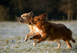 Jak wzmocnić i dbać o stawy psa?
