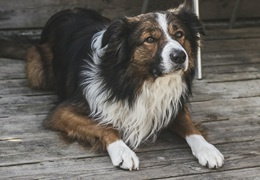 Ciąża urojona u psa - co to jest? Jak zaopiekować się psem?