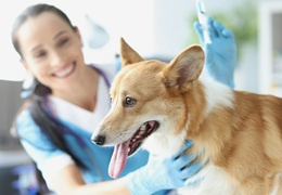 Wścieklizna u psa – objawy, zagrożenia i szczepienia