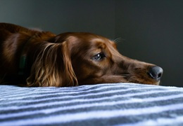 Wymioty u psa — najczęstsze przyczyny. Jak pomóc psu?