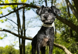 Zatwardzenie u psa - przyczyny i sposoby rozwiązania problemu