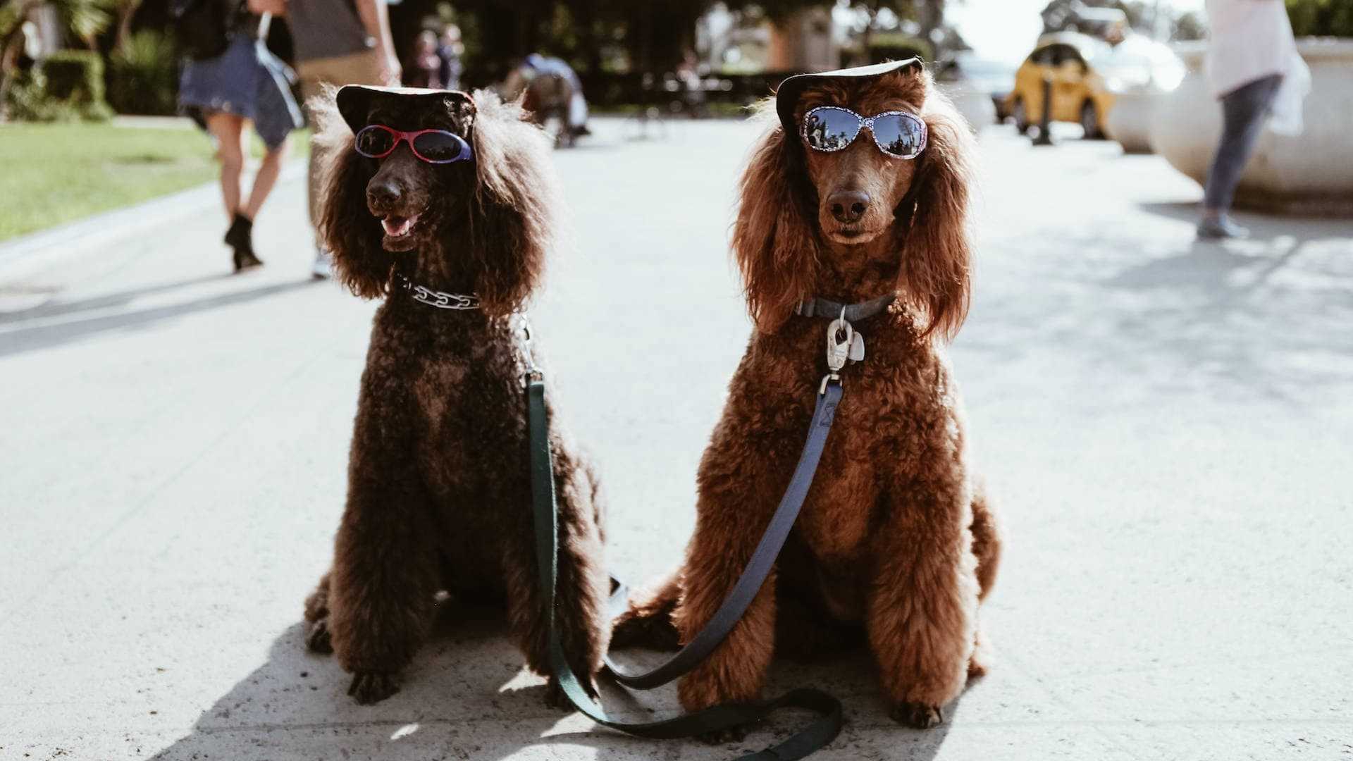 Wyprawka dla psa - jakie rzeczy warto kupić?