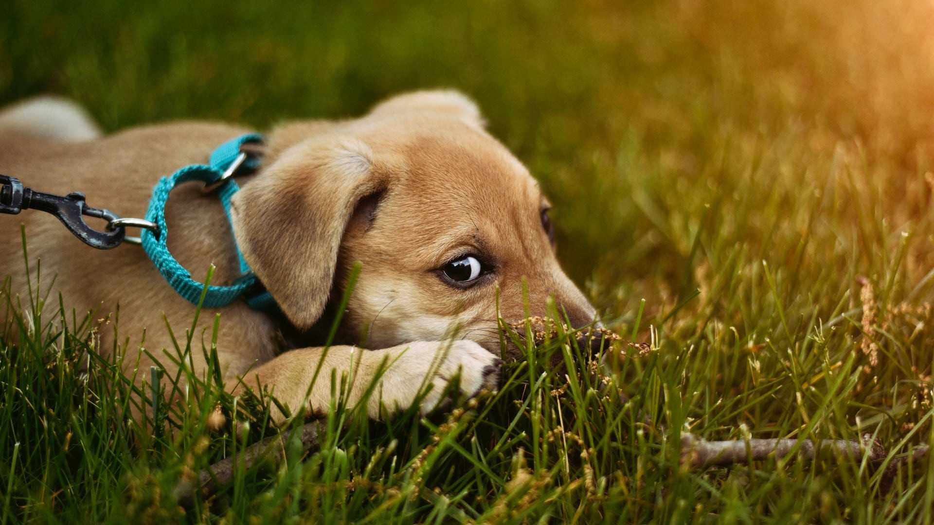 Wyprawka dla szczeniaka - co powinna zawierać?