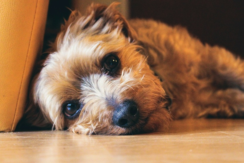 Nieswoiste zapalenie jelit u psa (IBD) – objawy, przyczyny, leczenie