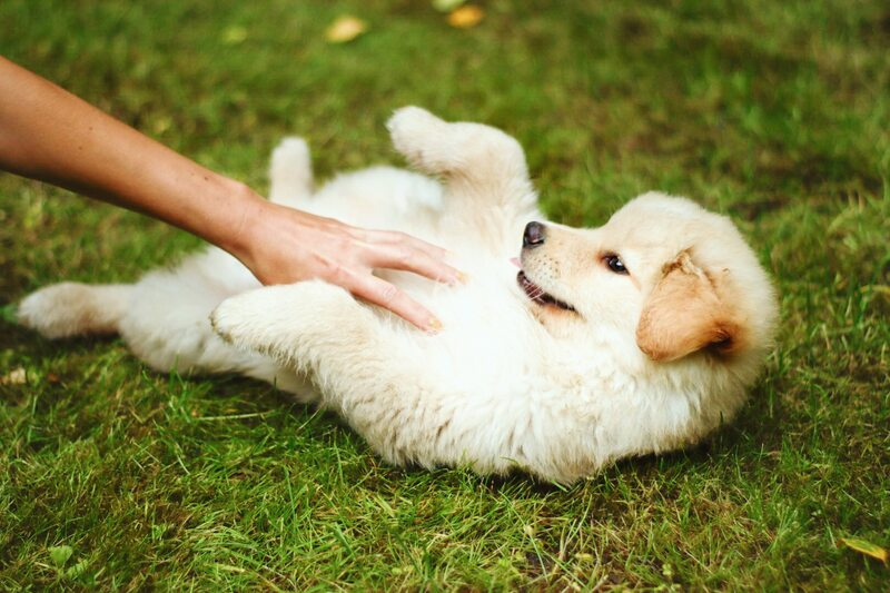 Socjalizacja psa – jak zrobić to mądrze? Poradnik opiekuna