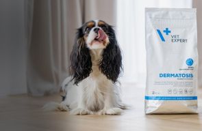 Pies rasy border collie na łące