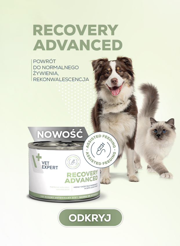 VET EXPERT Recovery Dog